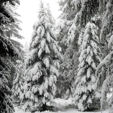 Dichte Gruppe von verschneiten Tannenbäumen in einer stillen Winterlandschaft. Die Äste der Bäume sind vollständig mit einer schweren Schneeschicht bedeckt, was ihnen eine weiche und voluminöse Erscheinung verleiht. Im Hintergrund sind weitere Bäume und ein nebliger Himmel zu erkennen, der die winterliche Atmosphäre unterstreicht.