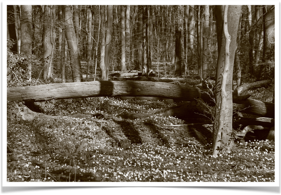 fallen tree and ‚Buschwindröschen‘  …. you can almost smell the spring …. feel the sun on your skin