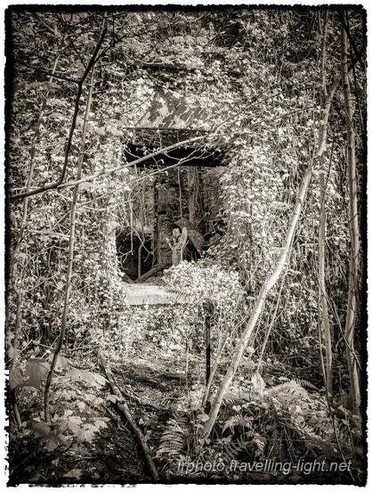 A toned black and white infrared photo of an empty window frame in a ruined building, overgrown by small trees and creepers which hide most of the wall.