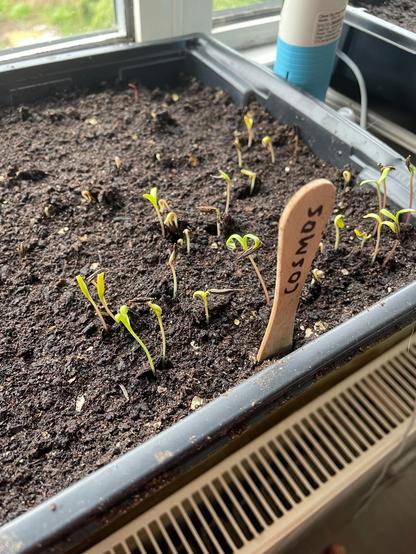 A seed tray marked “cosmos”, with several seedings popping uo