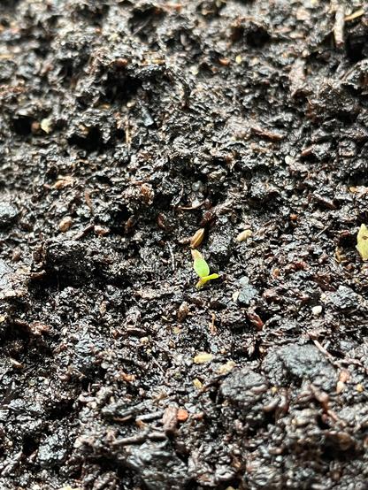 A seed tray with one single tiny aster seedling peeking through the compost