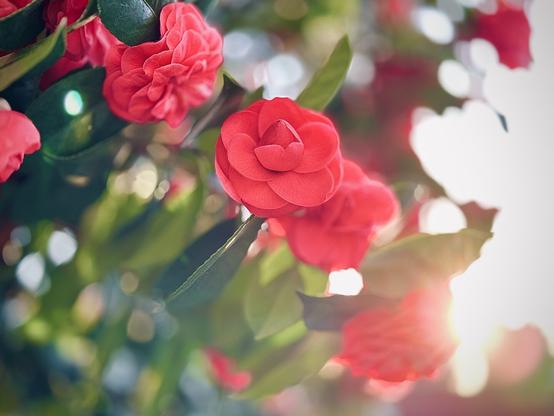 Bright red camellias bloom amongst deep green leaves, as the sunrise pierces through in the blurry background.