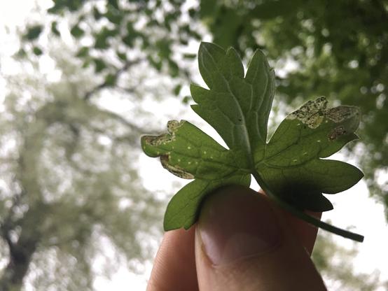 Fingers holding up a lobed leaf to the sky so that the insects living inside are backlight by the light.