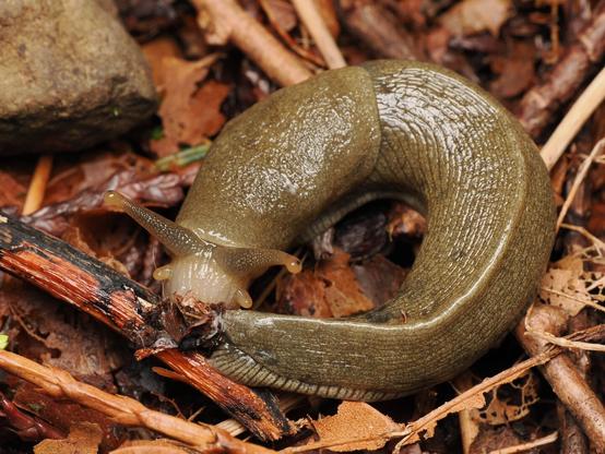 A large, brownish-yellow slug is curled into a circle, with its face right next to the tip of its tail and aimed towards the camera. Its mouth is flexing as it appears to chew away at something stuck to its tail.