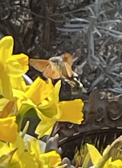Ein Taubenschwänzchen im Schwebflug wie ein Kolibri vor einer Blüte.
