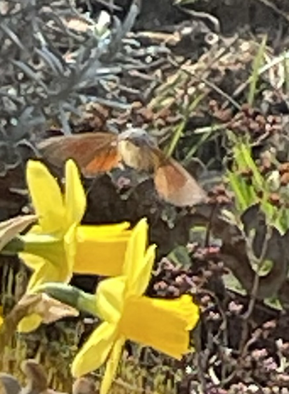 Ein Taubenschwänzchen im Schwebflug wie ein Kolibri vor einer Blüte.