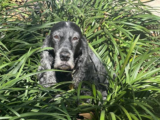 A dark blue roan English Cocker Spaniel, sitting in very tall ornamental grass, looking at the camera.