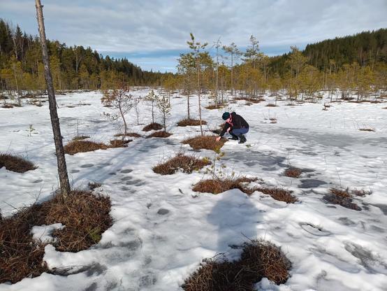 lumista suota jossa sulaneita mättäitä ja kitukasvuisia mäntyjä, yhden mättään äärellä marjastaja