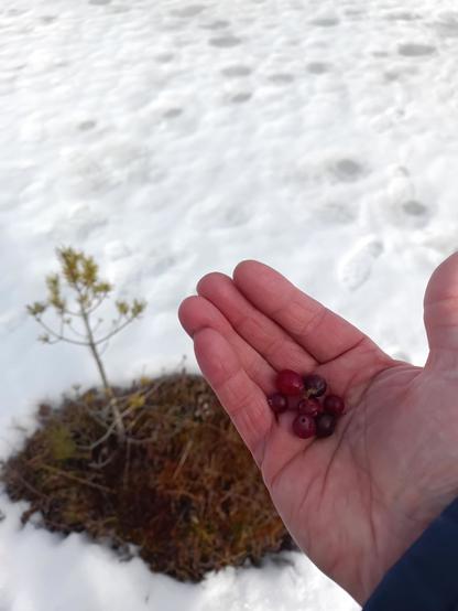 Karpaloita kourakupissa, taustalla suomätäs lumen keskellä