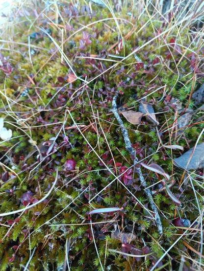 mätäs jossa näkyy karpaloita