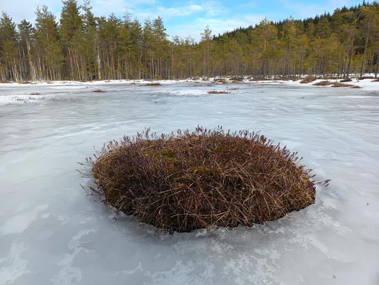 mätäs pilkistää jäisen suon keskeltä
