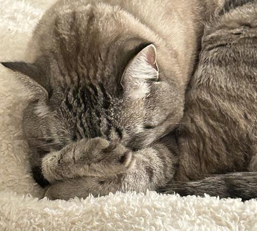 Rowan, tabby Siamese mix. Lying on a fuzzy cream blanket only his head, letting shoulder and part of his tail, tucked under his chin, head down. Paws wrapped in front covering his nose. “Guess his nose is cold.”