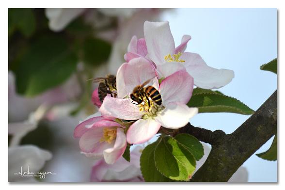 Nahaufnahme von weiß-rosa Apfelblüten, auf denen zwei Bienen sitzen. Im unscharfen Hintergrund weitere Blüten und grüne Blätter und ein Stück blauer Himmel.