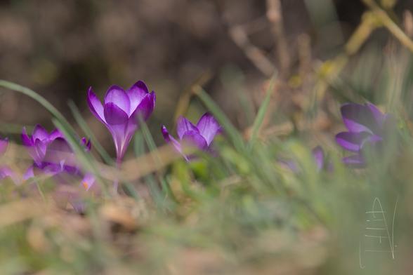 Closeup von einem Krokus Blütenkelch im Verbund mit anderen Krokussen. Die  Pflanze ist violett gefärbt, intensiv leuchtend und steht in einer grünen Wiese. Der Hintergrund ist dunkel, braun und verschwommen.