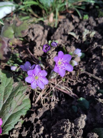 ein paar geöffnete lila-blaue Blüten der Leberblümchen. das Laub der Pflanzen entwickelt sich erst später nach der Blüte, daher ist es aktuell etwas kahl drum herum.