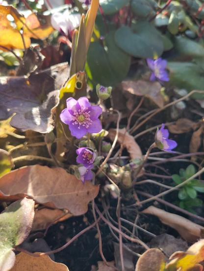 ein paar mehr Leberblümchen. je nach Lichteinfall und Stadium der Blüten dominiert der Lila- oder Blauton.