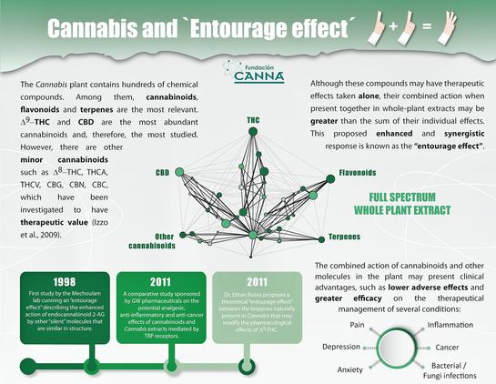A vector illustration of a cannabis leaf with, each tip named differently: Terpenes, Flavonoids, THC, CBD and Other cannabinoids. Around it the same text as in the post. Above it the title CANNABIS AND ENTOURAGE EFFECT 1+1=3. Under it a tiny timeline: 1998: First study by the Mechoulam lab cunning an "Entourage effect describing the enhanced action of endocannabinoid 2-AG by other "silent" molecules that are similar in structure. 2011: A comparative study sponsored by GW Pharmaceuticals on the potential analgesic, antiinflammatory and anti-cancer affects of cannabinoids and cannabis extracts mediated by the TRP receptors. 2011: Doctor Ethan Russo proposes a theoretical "entourage effect" between the terpenes naturally present in cannabis that may modify the pharmacological effects of Delta-9 THC.