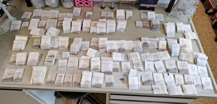 Roughly 500 small paper bags containing individual transgenic Arabidopsis thaliana lines, placed on a laboratory bench. They are partially stacked, but cover the entire surface of the bench.