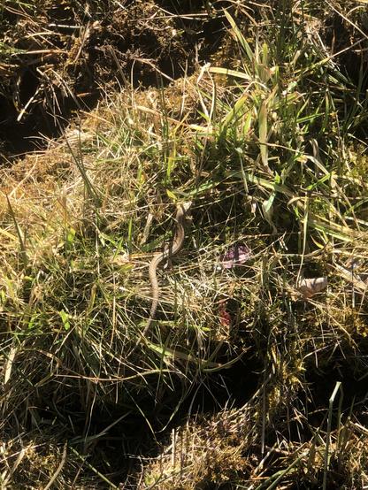 Eine hellbraune Eidechse in der Sonne auf welkem Gras. Einzelne grüne Halme wachsen zwischen dem Altgras hervor. Dazwischen einzelne rötliche Blätter.