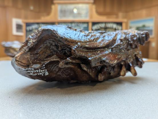 Mammoth molar
