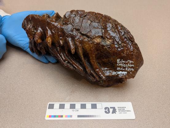 Mammoth molar
