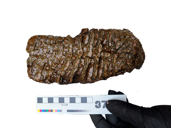 Mammoth molar