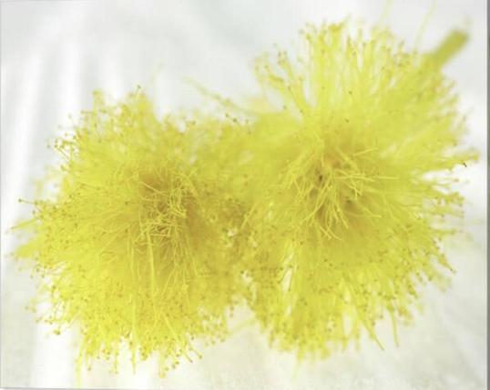 In Italy, the Mimosa flower, a yellow bush that blossoms in early March and has a delicate and fresh perfume, symbolizes this special day. You will hardly find an Italian home without Mimosas. National women's day is March 8th.
