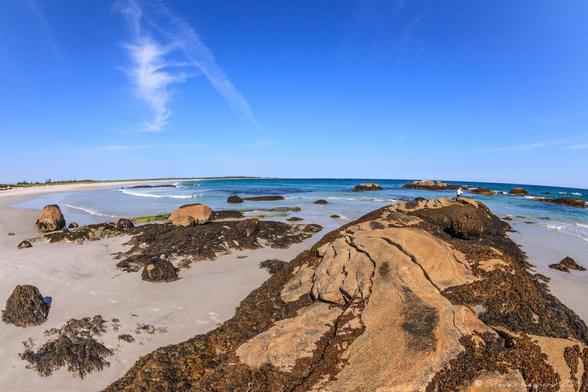 A sandy beach with rough rocks and seaweed, and gentle waves breaking on the shore. There are rocks out in the ocean, probably with seals basking in the October sunshine, though we can't see them easily. The shore curves around under the deep blue sky with a few wispy clouds, and there are some trees on the left of the image in the distance. The horizon is curved from the effect of the lens.
