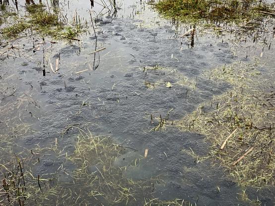 Large patch of frogspawn