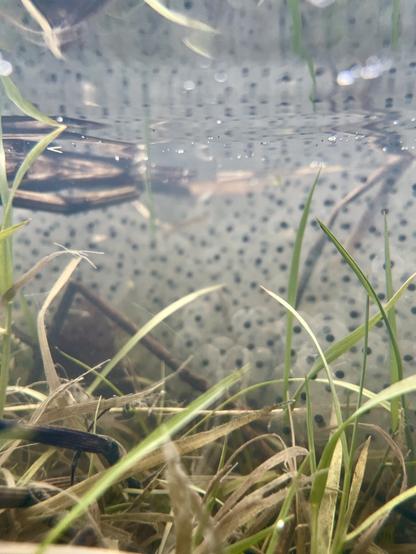 Frogspawn underwater