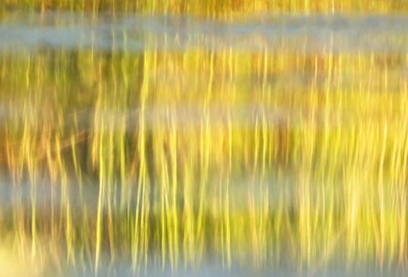 Vibrant vertical streaks of yellow and green create a blurred, abstract impression. These are early morning reflections of riverside reeds interspersed with light mist on the waters of the Chobe River in Botswana. 

#reflections #yellow #green #river #chobe #botswana #africa #reeds #mist #abstract #blurred #vibrant #water #nature #tranquility #serene #streaks #AYearForArt #buyIntoArt #giftideas #wallart #artforsale @joancarroll

https://joan-carroll.pixels.com/featured/chobe-river-reflections-botswana-joan-carroll.html