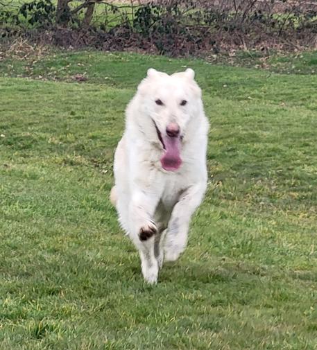 White German Shepherd running towards the camera with a large lollapy tongue.