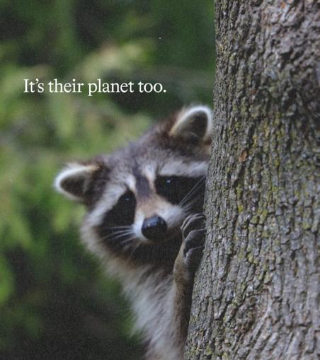 Little racoon leaning on a tree trunk looking sad 

Text: 'it's their planet too'