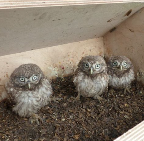 3 jonge steenuiltjes in nestkast