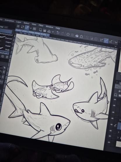 A photo of my drawing tablet, showing many in progress shark designs, including: a hammerhead shark, ehale shark, a couple of manta rays, thresher shark, and a great white shark.
