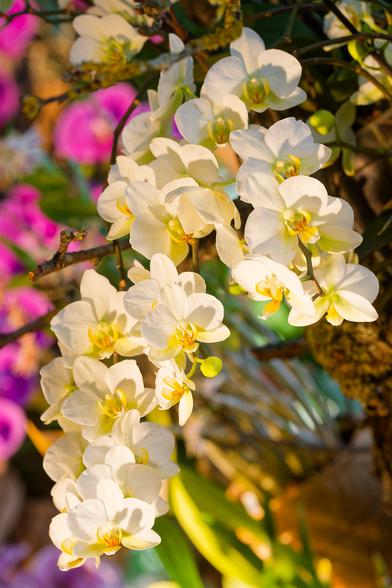 Branches d'orchidées chargées de grandes fleurs type phalaenopsis, blanches avec le labelle jaune