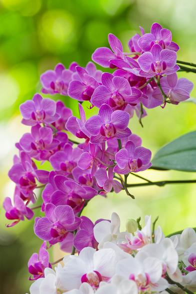 Branches d'orchidées chargées de grandes fleurs type phalaenopsis, rose fuchsia avec des stries violettes