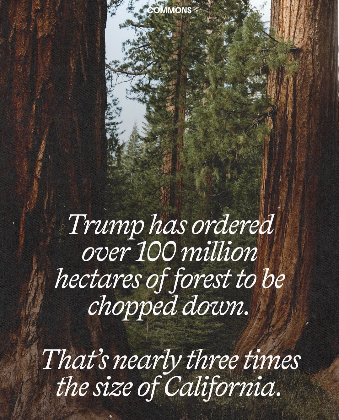 Trump has ordered over 100 million hectares of forest to be chopped down.  That's nearly three times the size of California.