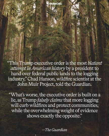 "This Trump Executive order is the most blatant attempt in American history by a president to hand over federal public lands to the logging industry, " Chad Hanson, wildfire scientist at the John Muir Project, told the Guardian. 

" What's worse, the executive order is built on a lie, as Trump falsely claims that more logging will curb wildfires and protect communities, while the overwhelming weight of evidence shows exactly the opposite."

- The Guardian