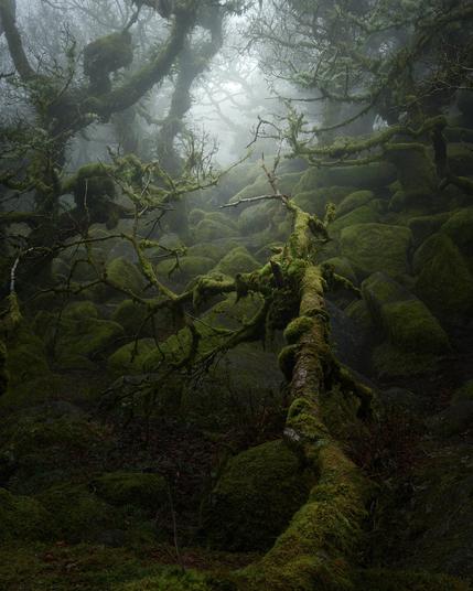A photograph at Wistman's Wood, by Neil Burnell.