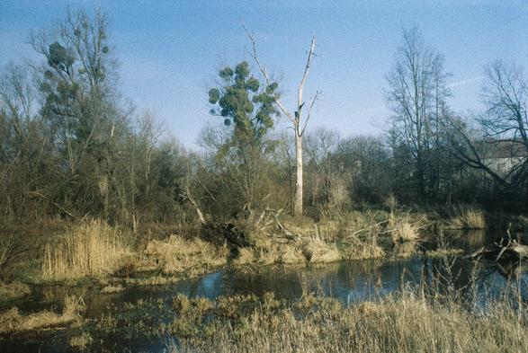 Teich mit Bäumen