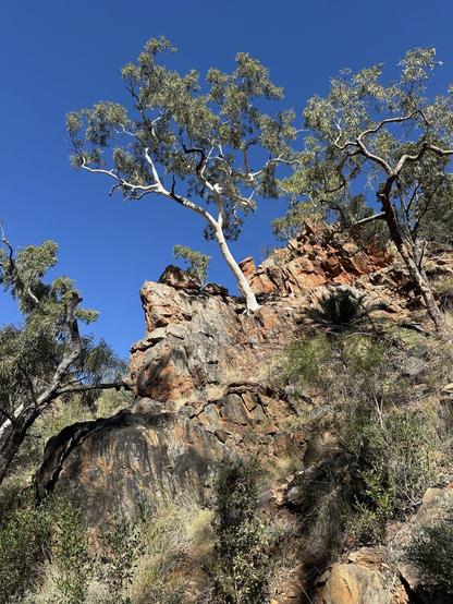 Eucalypt and various bits of ancient vegetation. Watarrka, Central Australia, NT, 2024.