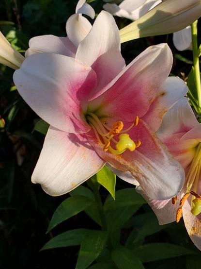Lilies