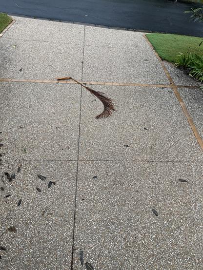 A wet palm frond on a driveway