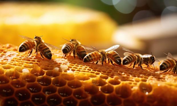 Un panal de abejas. (Getty Images/500px)