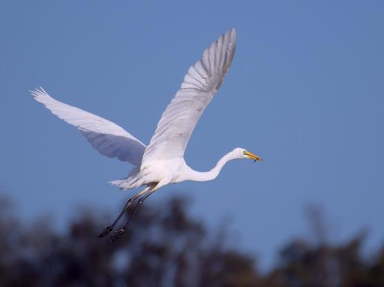Great Heron flying off