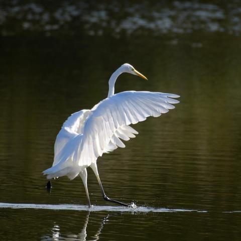 Great Egret intimidating small fish into revealing themselves.