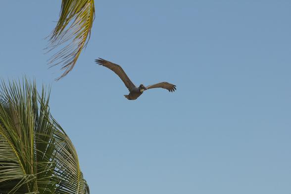 Pelican sharing the wind with palm trees