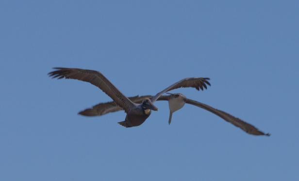 Birds crossing in air