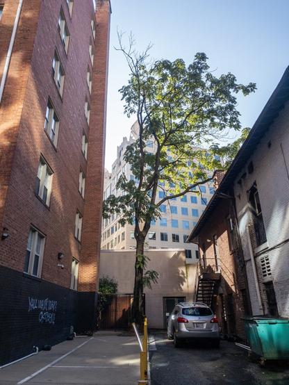 Tall tree growing out of a small parking lot between three buildings